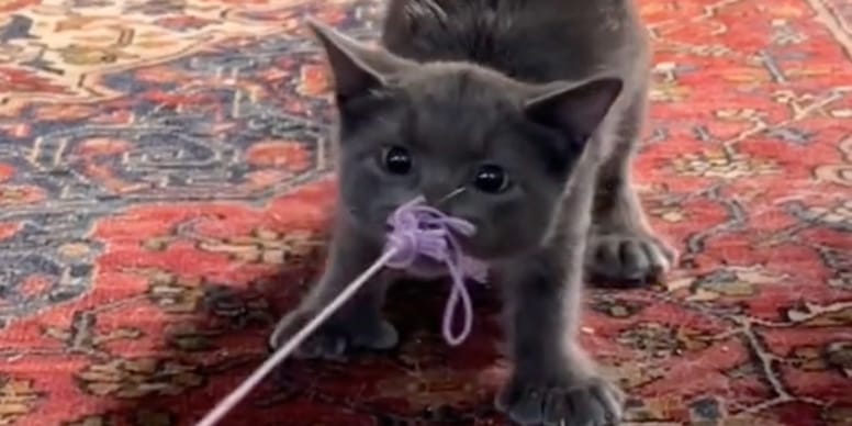 Vidéo : Découvrez la particularité trop mignonne du chaton de l’influenceuse qui fait craquer 375K personnes