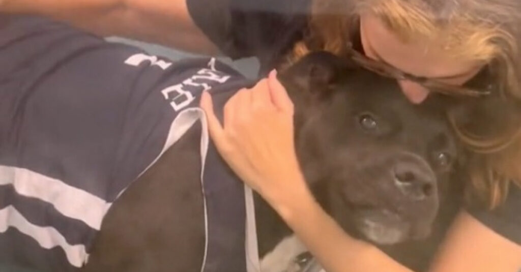 Vidéo : Découvrez la réaction bouleversante de cette chienne enfin adoptée après 6 mois au refuge!