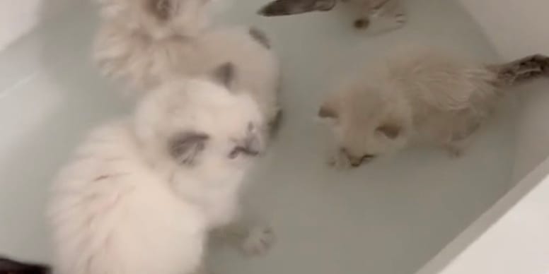 Vidéo : Des chatons adorables prennent un bain pour la première fois – Vous ne croirez pas leur réaction!