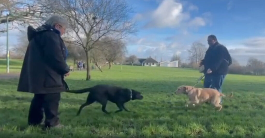 Vidéo : Emouvantes retrouvailles entre 2 chiens guides séparés depuis des années !