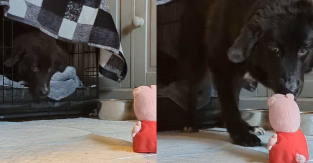 Vidéo : Regardez ce chien brave sortir timidement de sa cage pour attraper un jouet dans sa nouvelle maison !
