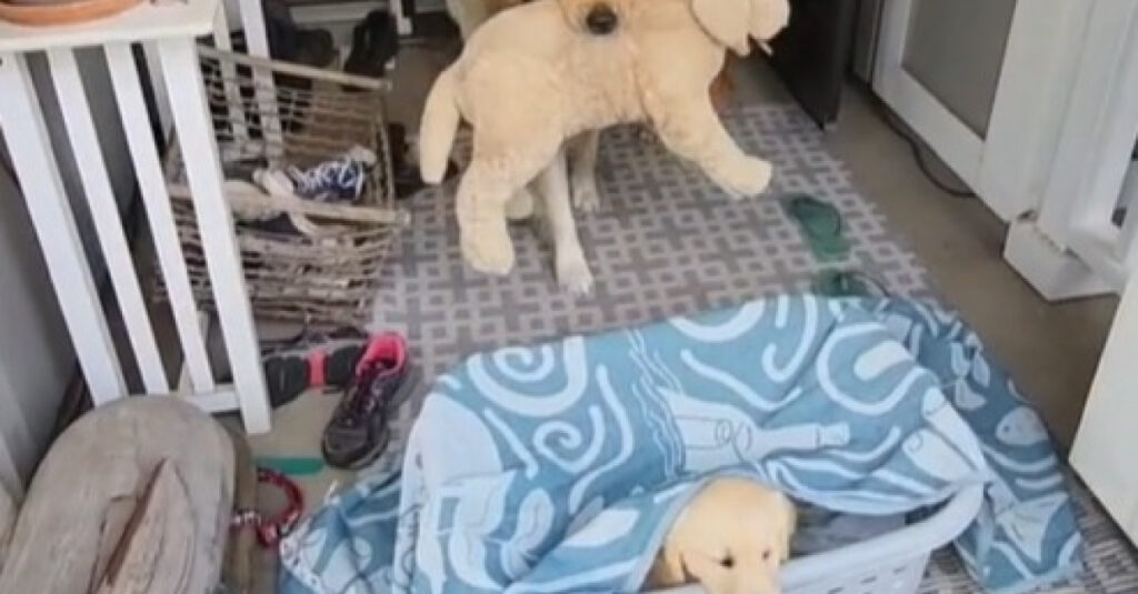 Vidéo : Regardez le chien réagir lorsque sa peluche préférée est remplacée par un vrai chiot – sa réaction est incroyable !