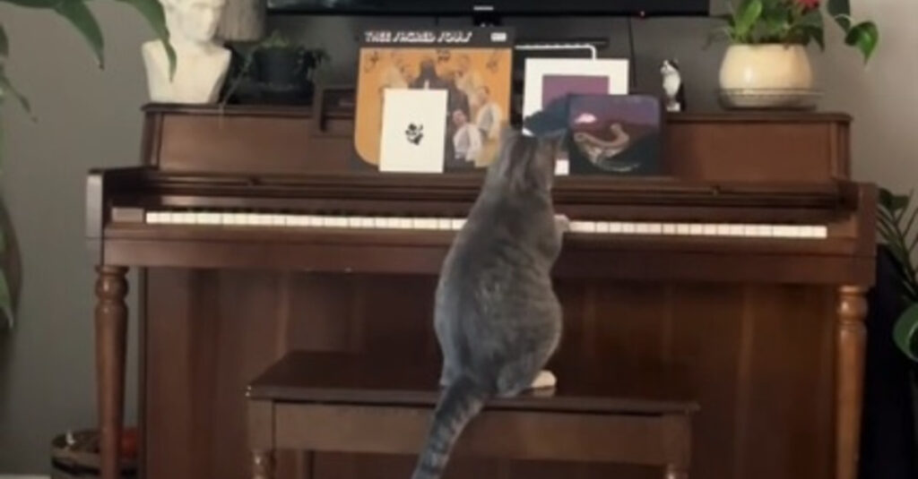 Vidéo adorable : un chat qui joue du piano comme un pro et se croit dans les Aristochats ! 🎹
