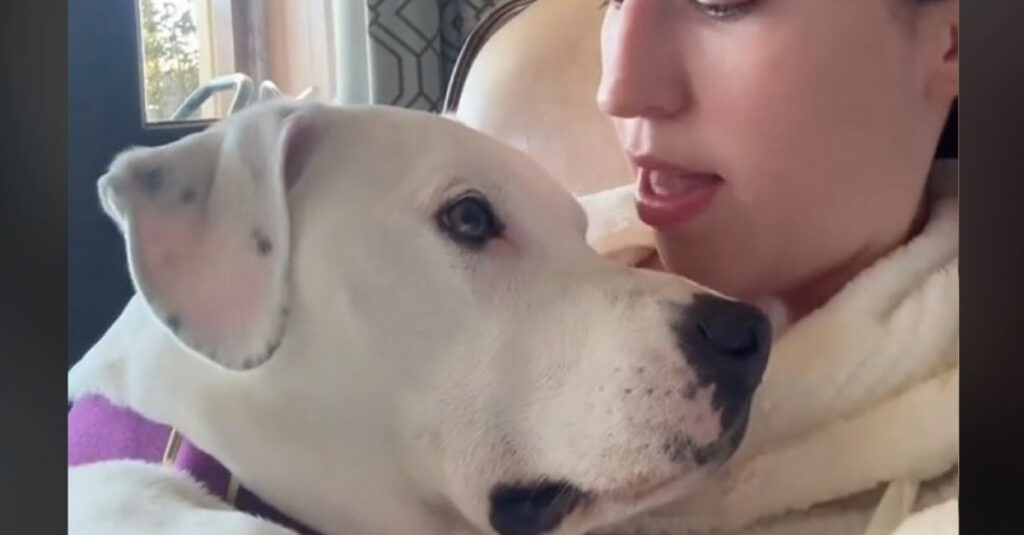 Vidéo : découvrez comment ce Pitbull malin évite son bain en faisant semblant de dormir !