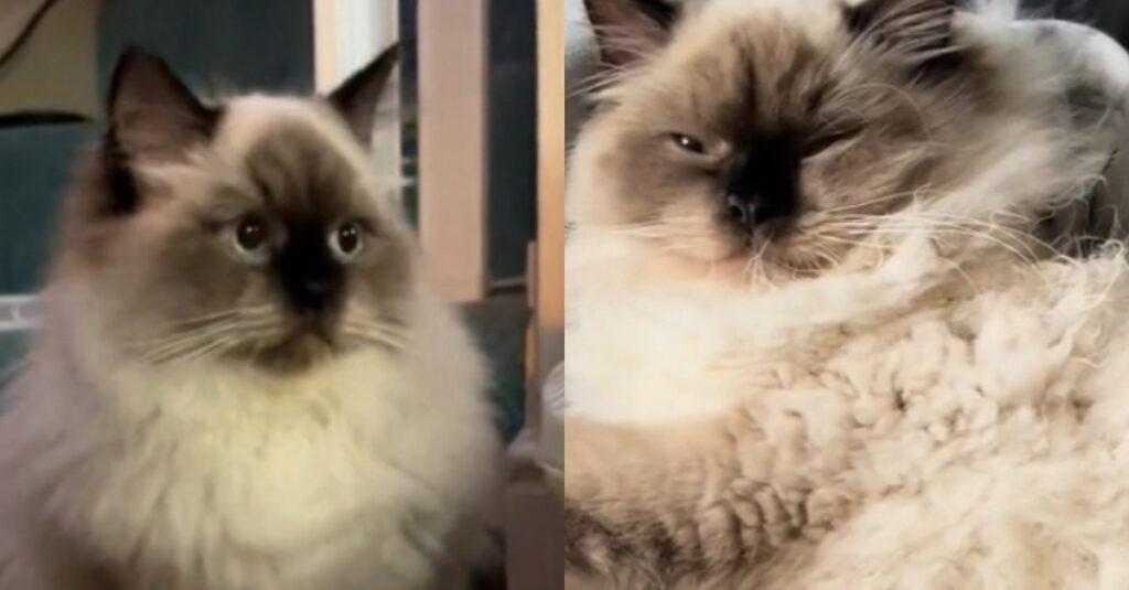 Vidéo émouvante : un chat malchanceux trouve enfin une famille aimante !