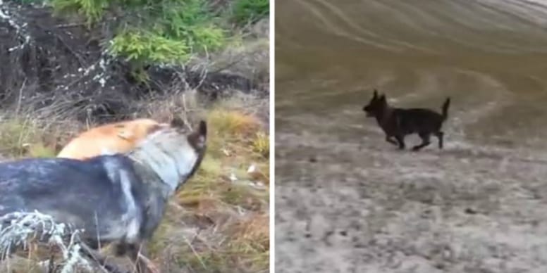 Vidéo exclusive : le choc incroyable entre un Berger allemand et un renard !