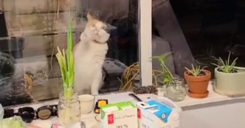 Vidéo hilarante : cette chatte insaisissable met tout en oeuvre pour forcer l’entrée de sa voisine sur TikTok!