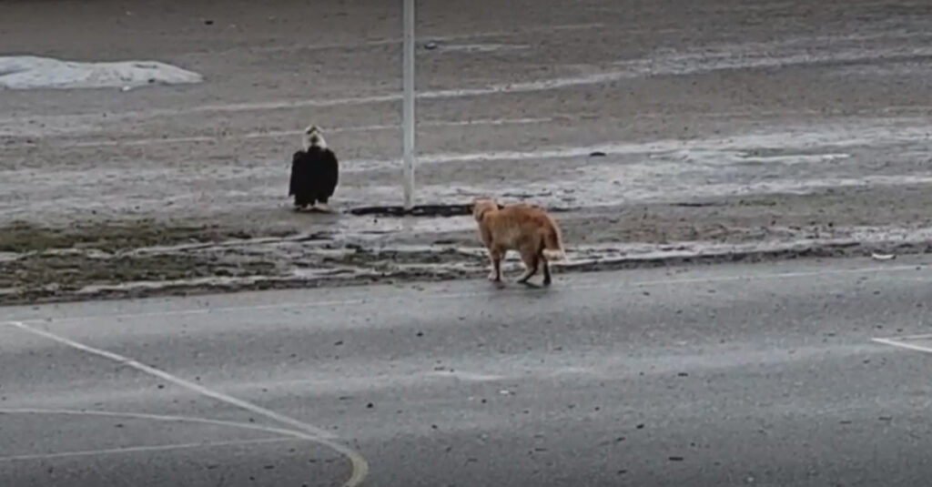 Vidéo incroyable : Regardez le face-à-face épique entre un chat et un aigle, ça va vous bluffer!