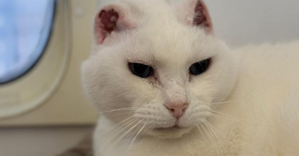 Adoptez cet incroyable chat sans oreilles pour une histoire d’amour hors du commun !