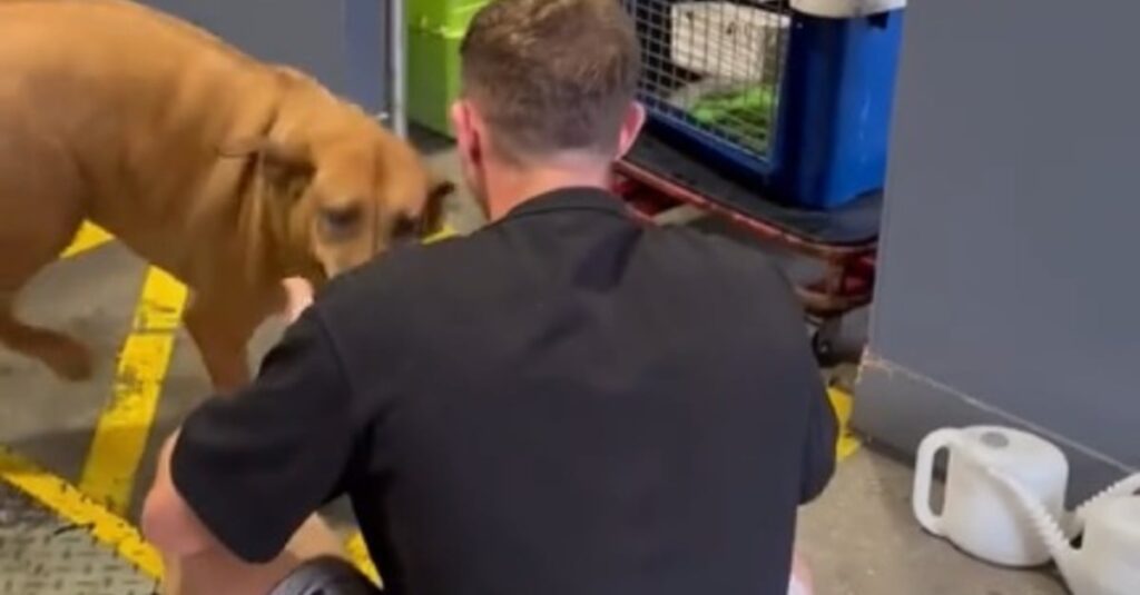 CHOC: Regardez comment ce chien déborde de joie en retrouvant son maître après un voyage épique (vidéo)
