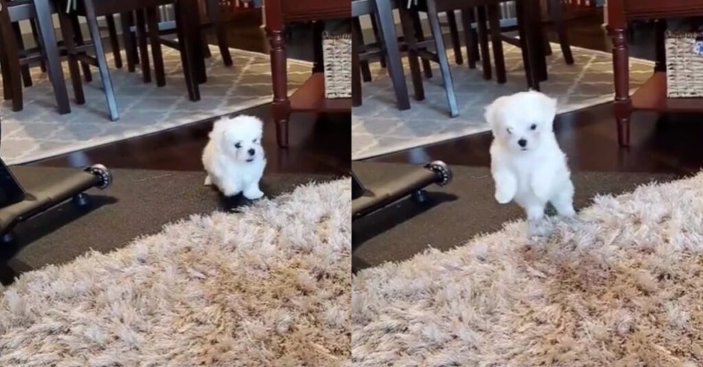 Ce chien devient fou en marchant sur un tapis pour la première fois (à mourir de rire – vidéo)