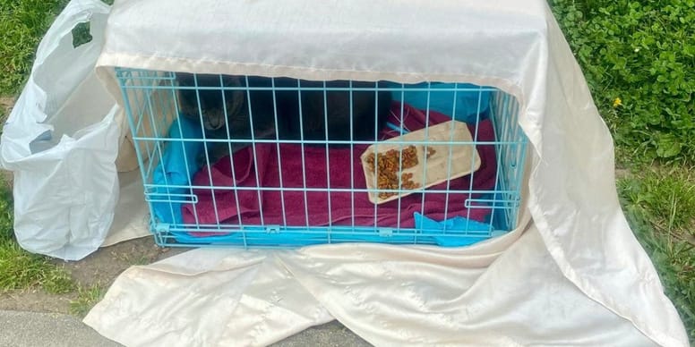 Chat abandonné dans une cage : la découverte choquante qui la laisse bouleversée