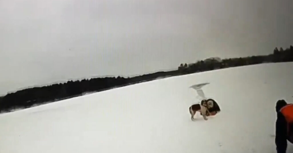 Chien héroïque sauve son maître de la noyade dans un lac gelé – Regardez la vidéo incroyable!