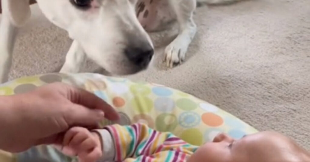 Chienne aveugle rencontre bébé pour la première fois : sa réaction est incroyable ! (vidéo)