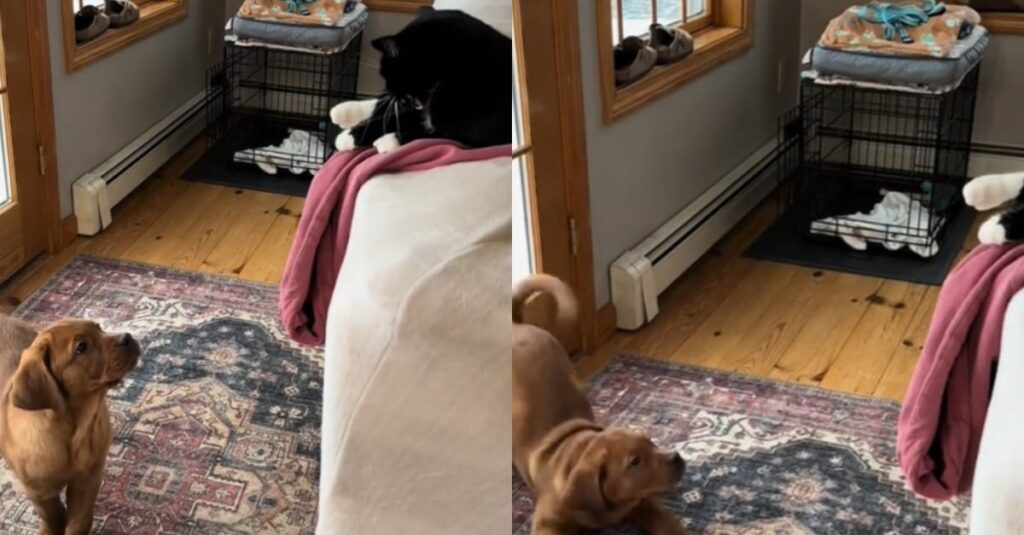 Chiot jaloux vs chat : sa réaction hilarante va vous faire fondre (vidéo)