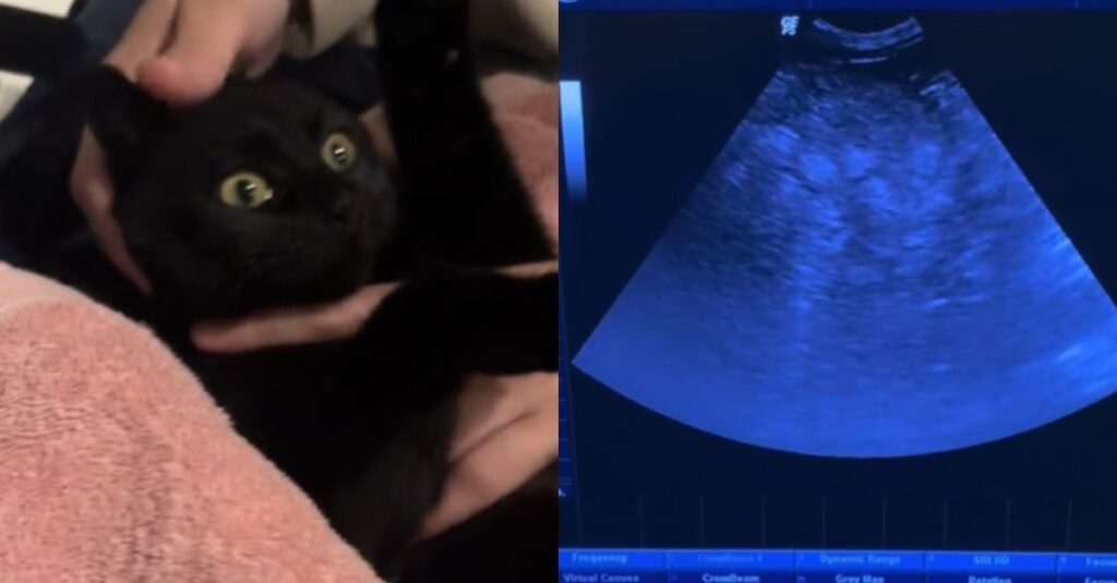 Choc : Elle pense sa chatte enceinte, mais l’échographie révèle la vérité choquante