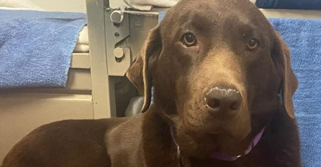 Détenus, vétérinaires et bénévoles: l’incroyable sauvetage d’une chienne handicapée dans une usine à chiots