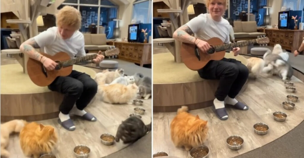 Ed Sheeran toujours rejeté par les stars d’un bar à chats après 10 ans : la vidéo qui choque !