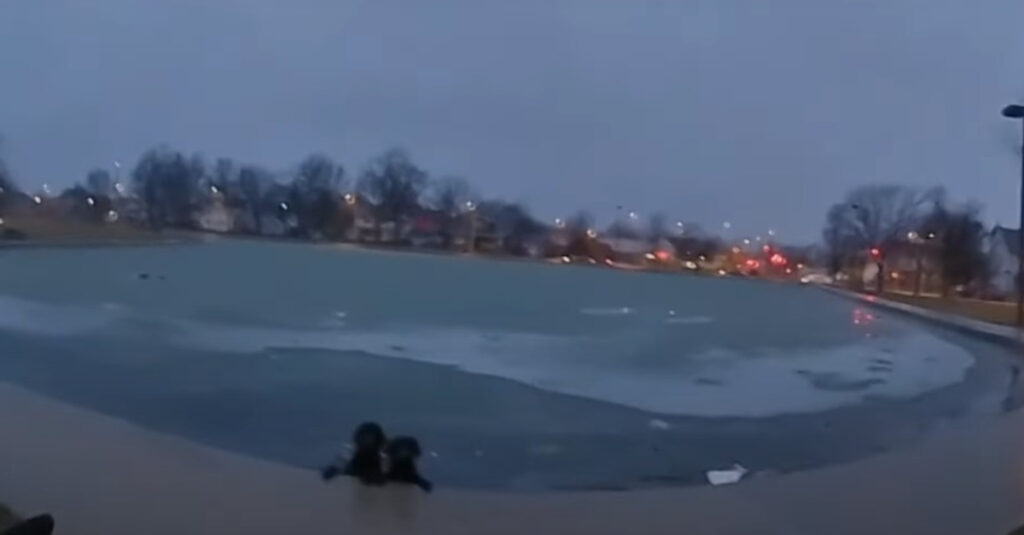 INCROYABLE : 2 Labradors en danger de mort dans un lac gelé sauvés in extremis par un policier (à voir absolument)