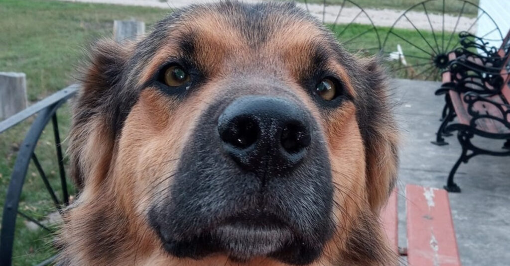 INCROYABLE ! Un automobiliste sauve un chien abandonné et parcourt 2000 km pour lui offrir une nouvelle vie !