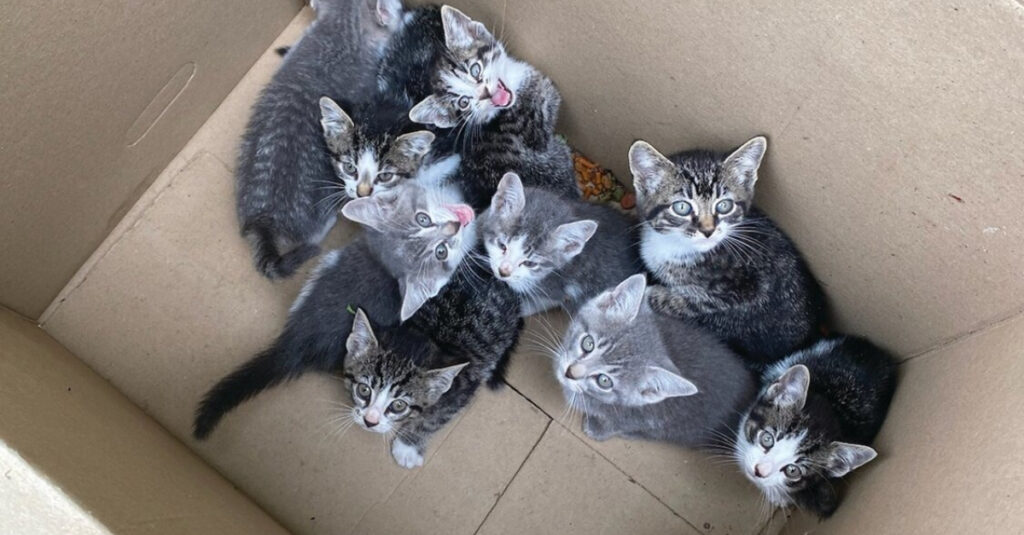 INCROYABLE ! Un homme trouve 9 chatons abandonnés dans un carton près d’un camion à ordures