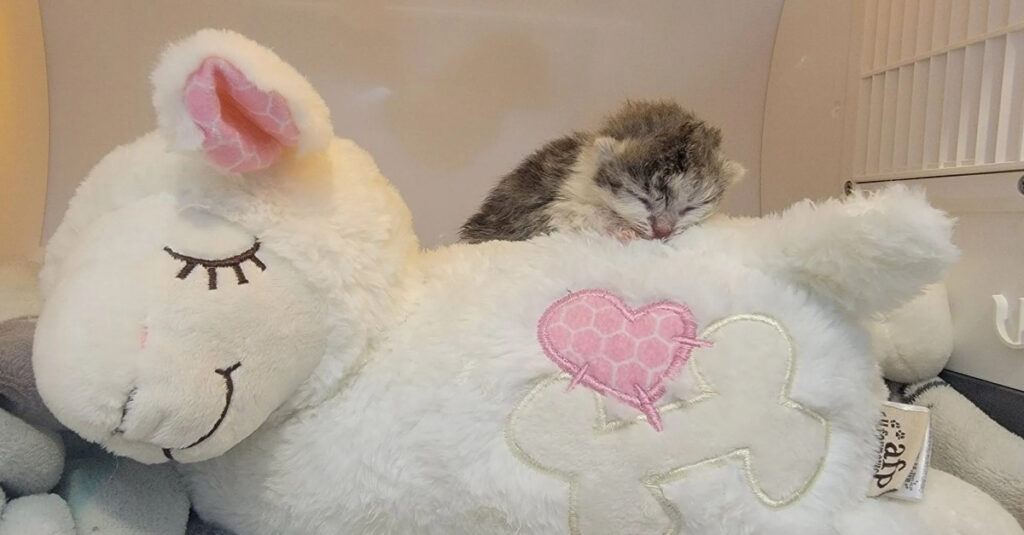 – Incroyable : Cette jeune chatte a survécu seule dès sa naissance grâce à une maman pas comme les autres!