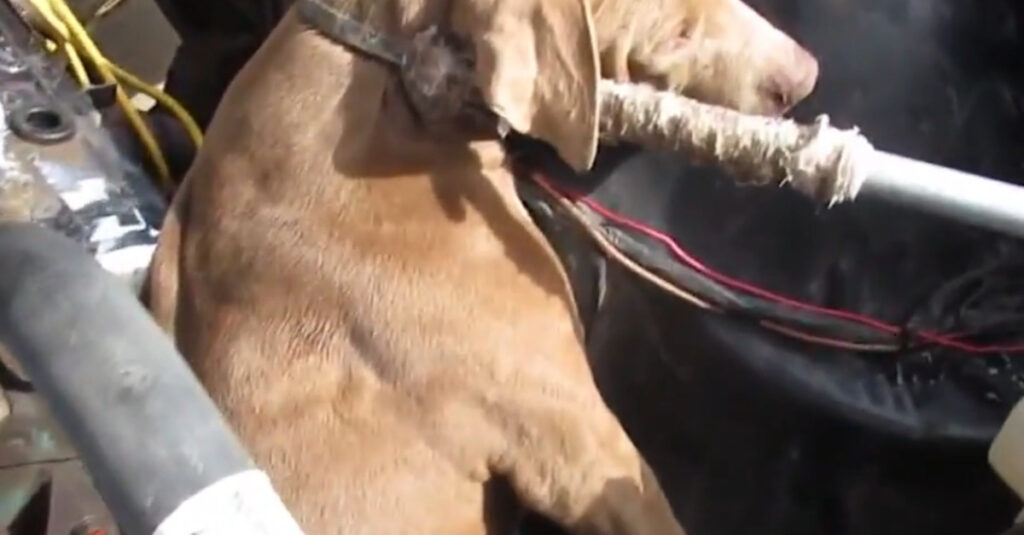 Incroyable ! Une chienne coincée sous le capot d’une voiture supplie pour sa vie !