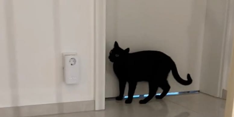 Incroyable : un chat miaule devant une porte mais ce qu’il fait ensuite va vous bouleverser ! (vidéo)