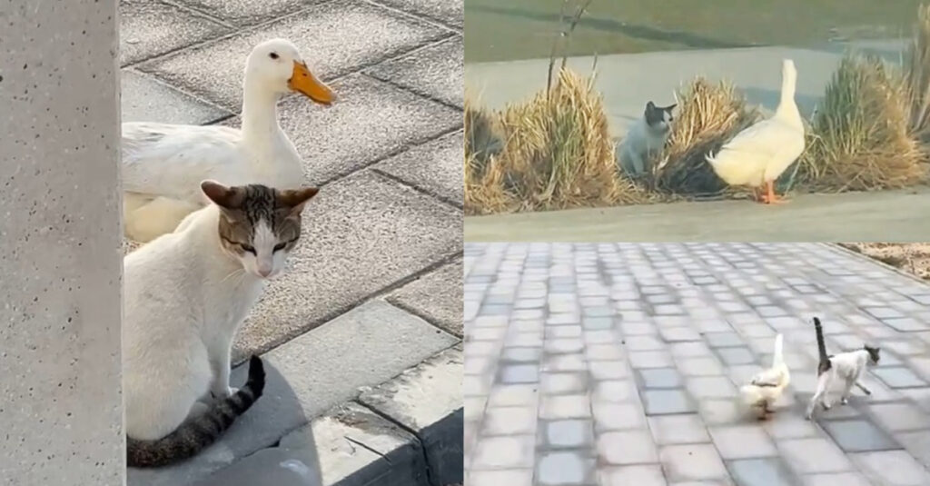 Incroyable vidéo : Un chat et un canard complices deviennent les nouvelles stars du web