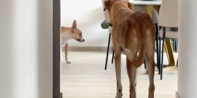 Les chiens qui ont choqué 20M de personnes : découvrez la vérité du vétérinaire (vidéo)