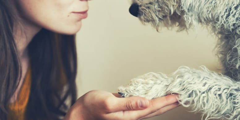 Les raisons choquantes pour lesquelles votre chien pose sa patte sur vous