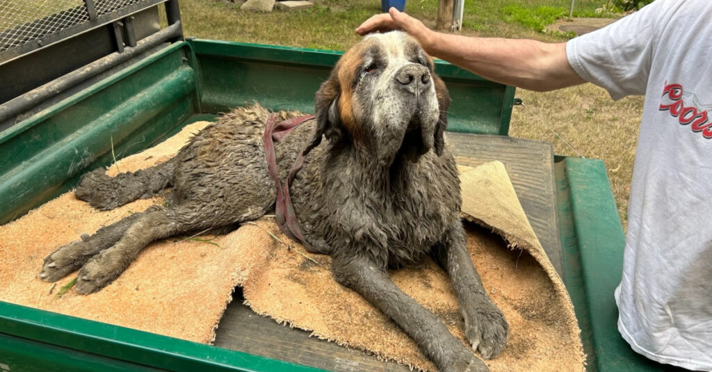 Mission de sauvetage incroyable : Un enterrement de vie de garçons tourne au drame pour un chien pris au piège dans la boue !