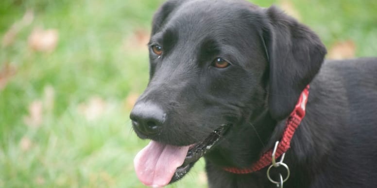 Sauvetage inattendu : un chien sur le point de mourir miraculeusement sauvé !
