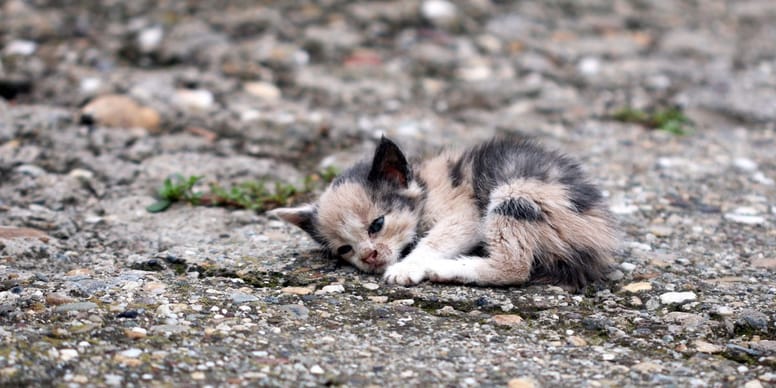 Un chaton malade abandonné dans la rue : vous n’allez pas croire ce que les vétérinaires ont fait pour le sauver !