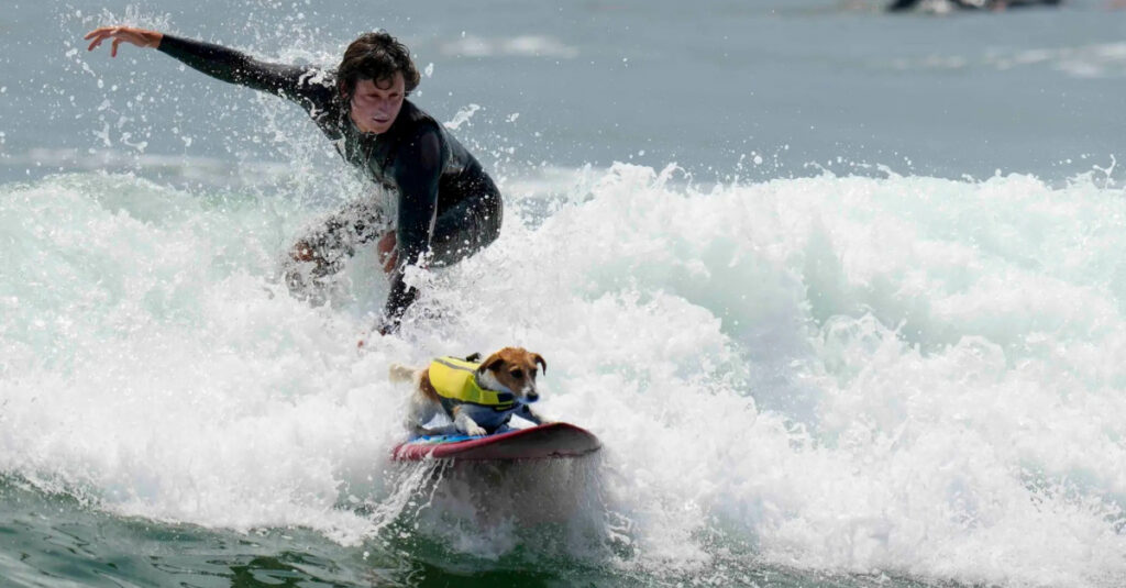 Un chien Jack Russell Terrier devient une star du surf sur les plages du Pérou !