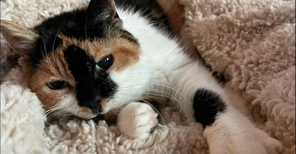 Une chatte âgée abandonnée trouve le bonheur dans un lieu inattendu. Vous ne croirez pas où!