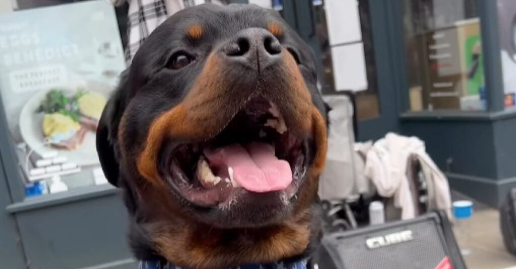 VIDÉO CHOC: Un Rottweiler meurt de soif dans un café à cause de sa race!