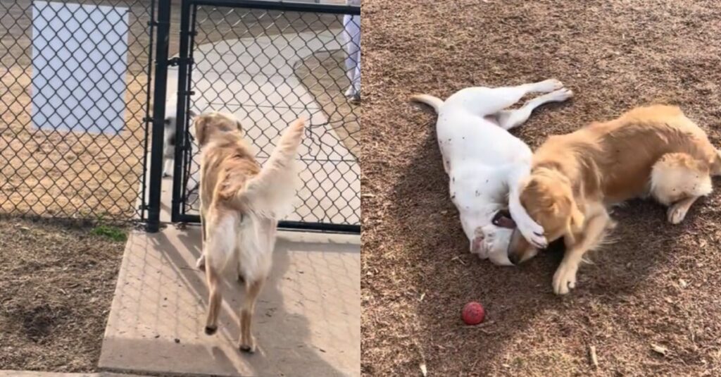 VIDÉO : Émouvantes retrouvailles de deux chiens après des semaines de séparation !