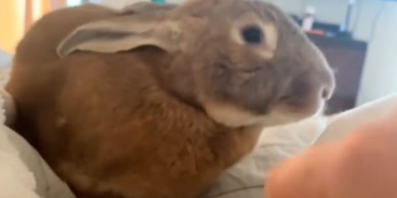 VIDEO : Incroyable ! Elle sauve un lapin de l’horreur et sa vie change à jamais en franchissant la porte