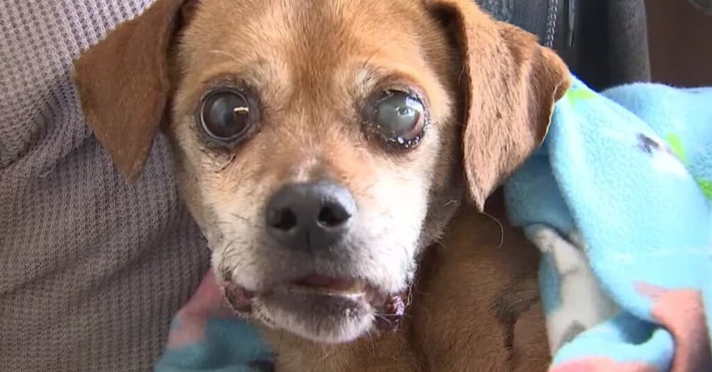 Vétéran de l’armée en larmes : son chien victime d’un accident de la route et toujours porté disparu après 40 jours!
