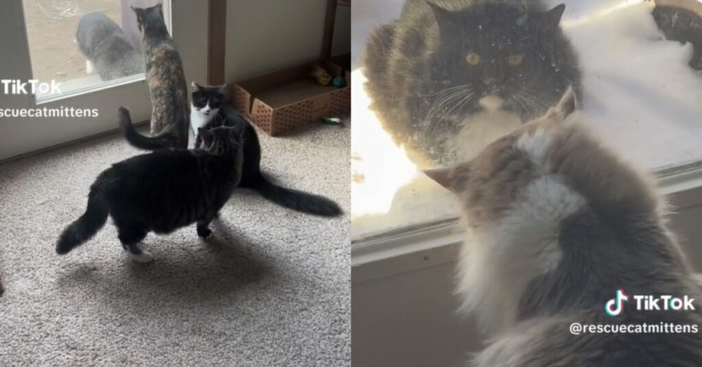 Vidéo : Ce chat déterminé à rejoindre une famille aimante va vous émouvoir !