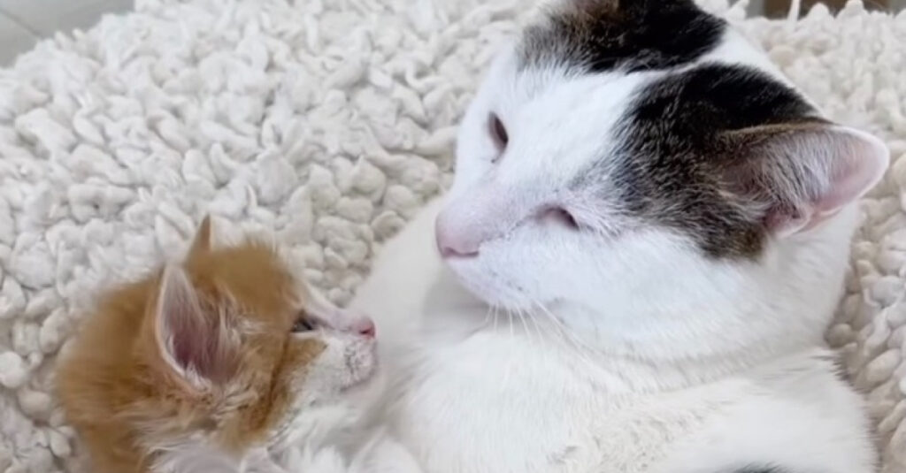 – Vidéo : Ce chat grincheux refuse de s’entendre avec un chaton espiègle, mais ce qui se passe ensuite va vous surprendre!