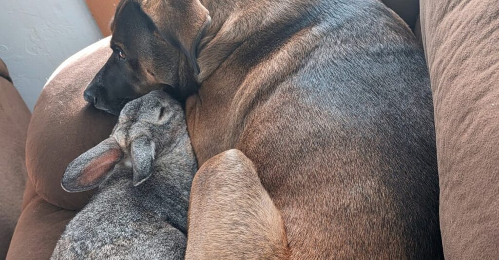 Vidéo : Ce lapin ne peut pas se passer de son ami canin !