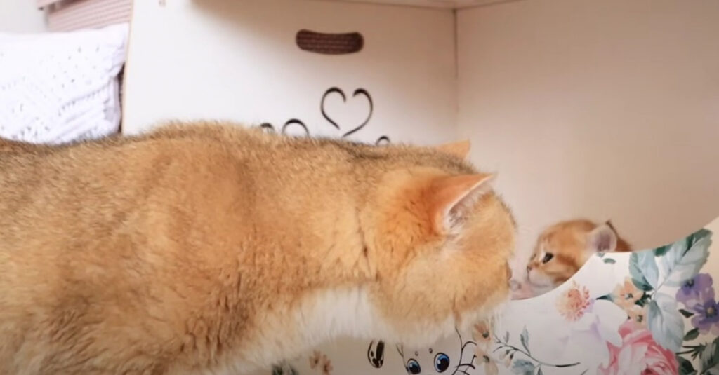 Vidéo : Le père chat retrouve son chaton et la scène est à couper le souffle !