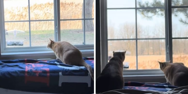 Vidéo: Les chats captivés par un invité surprise dans la mangeoire