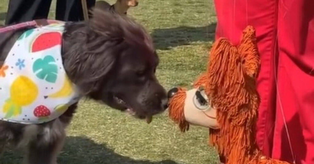 Vidéo : Nan, la chienne émouvante qui a fait craquer sa maîtresse avec sa passion pour un pantin canin !