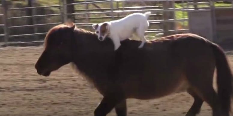 Vidéo : Regardez ce chien cavalier de talent inséparable de son copain cheval