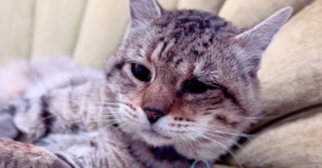 Vidéo : Regardez la réaction émouvante de ce chat après des années d’errance