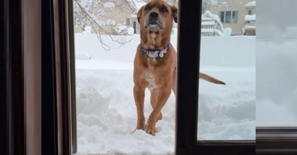 Vidéo : Regardez la réaction émouvante d’un chien maltraité découvrant la neige !