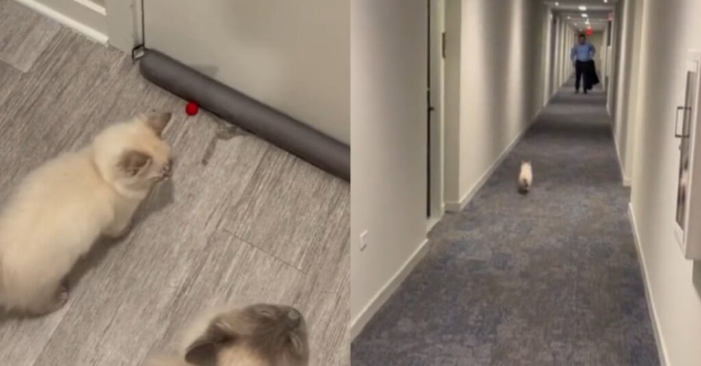 Vidéo : Regardez la réaction incroyable de ces 2 chats à l’arrivée de leur maître !